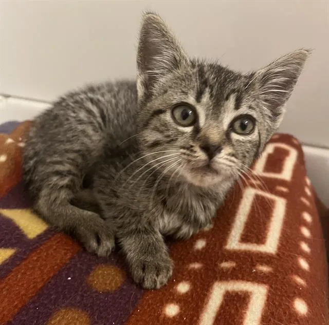 A baby small-sized female Domestic Short Hair cat named Samantha for adoption in Charlotte, NC
