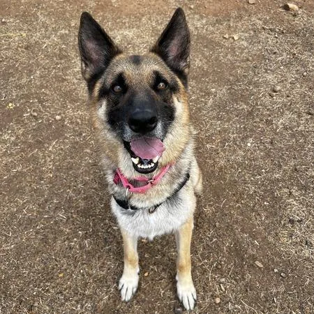A senior large-sized male Brown / Chocolate Shepherd dog named Rosco for adoption in Ramona, CA
