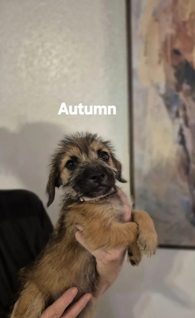 A baby small-sized female Schnauzer dog named Autumn And Athena for adoption in Media, PA