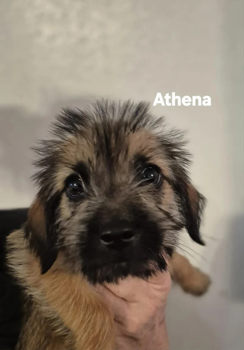 Autumn And Athena thumbnail 2