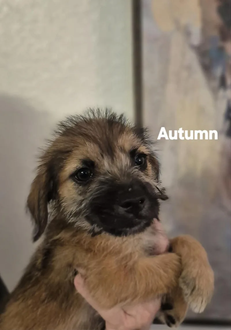 Autumn And Athena thumbnail 3