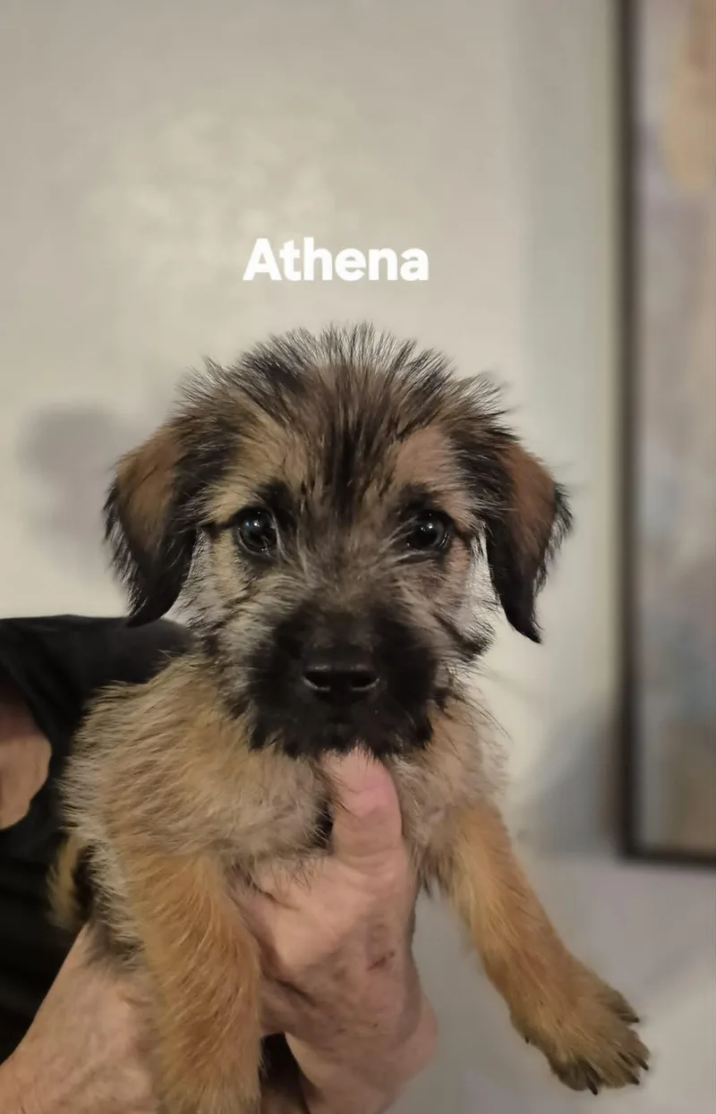 Autumn And Athena thumbnail 5