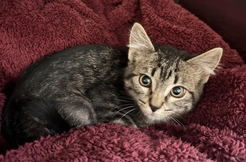 A baby small-sized male Gray / Blue / Silver Domestic Short Hair cat named Tarzan for adoption in Challis, ID