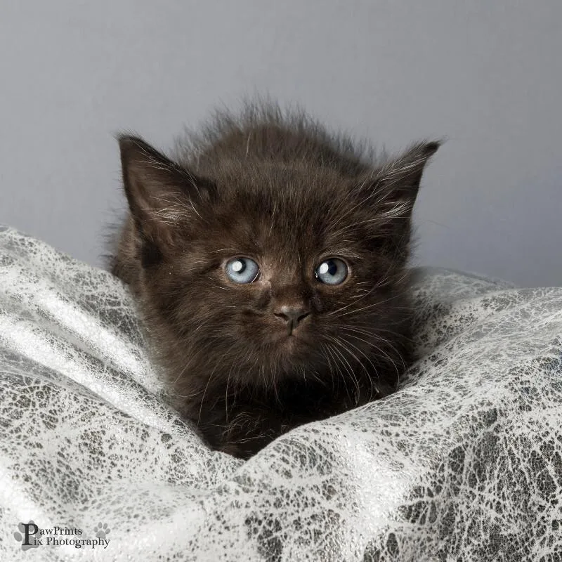 A young medium-sized male Black Domestic Short Hair cat named Toby for adoption in Maryville, TN