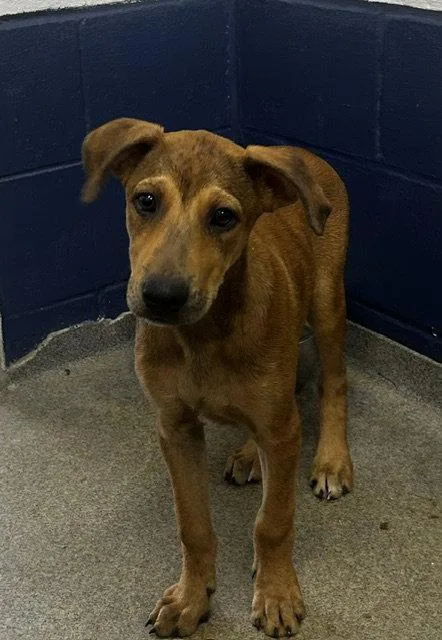 A young medium-sized male Mountain Cur dog named Dino Months for adoption in Sterling, MA