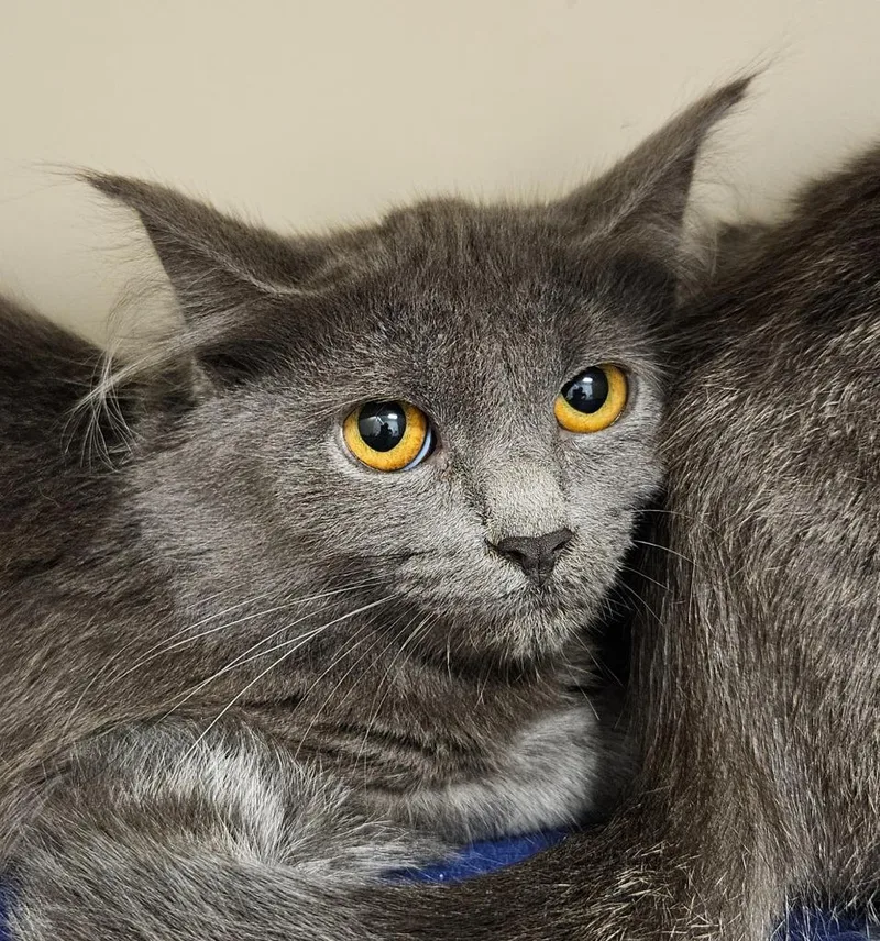 A baby medium-sized female Domestic Medium Hair cat named Gillian for adoption in Bloomington, IN