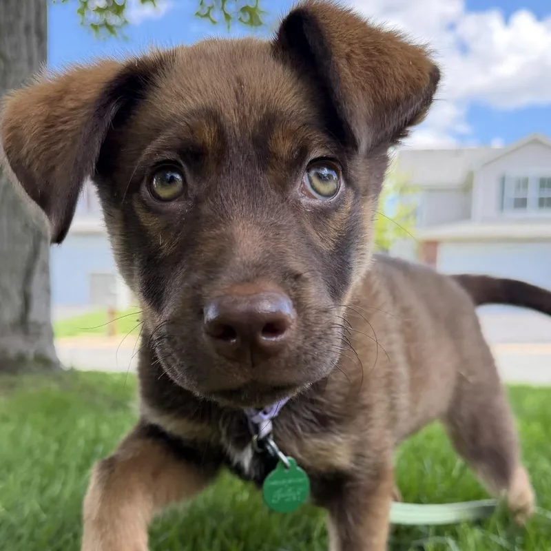 A baby small-sized female Brown / Chocolate Mixed Breed dog named Schmarf for adoption in Buffalo, MN