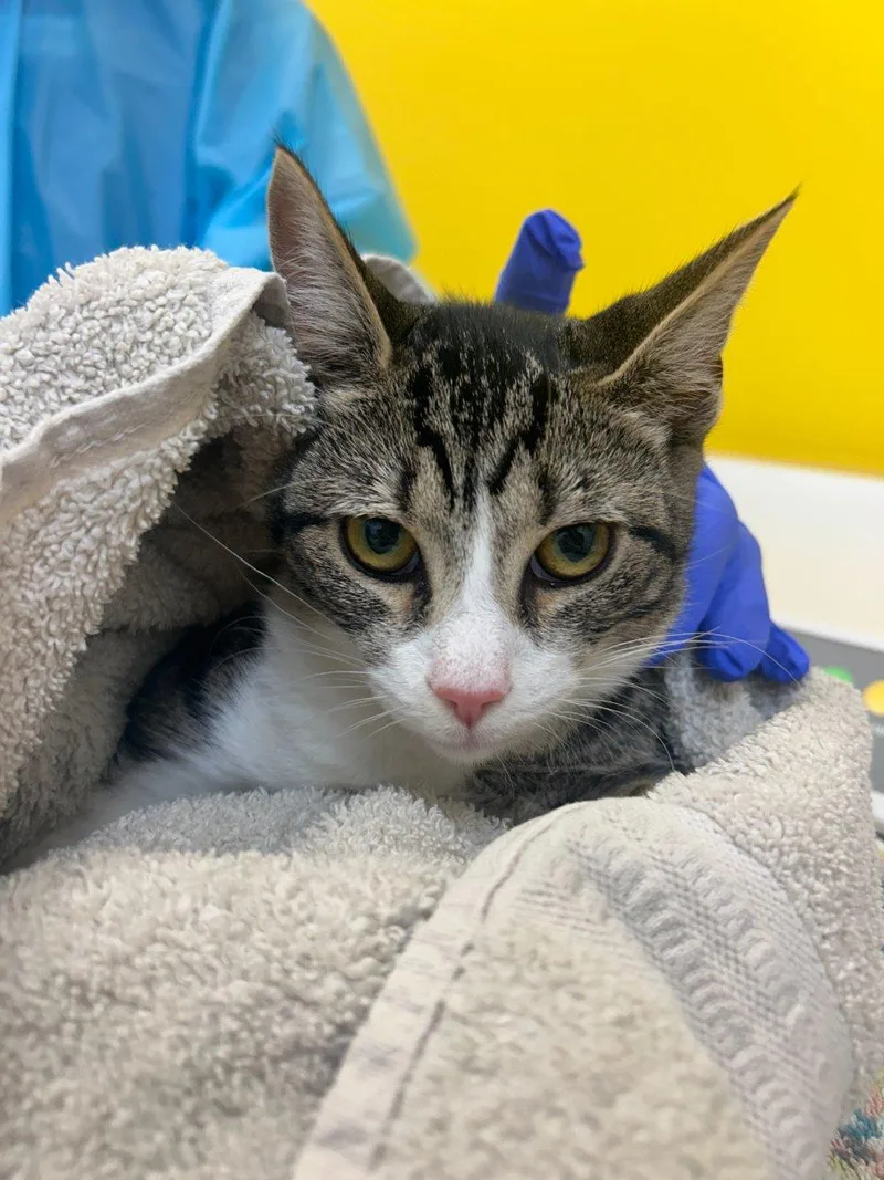 A baby small-sized female Tabby (Brown / Chocolate) Domestic Short Hair cat named Baylor for adoption in Raleigh, NC