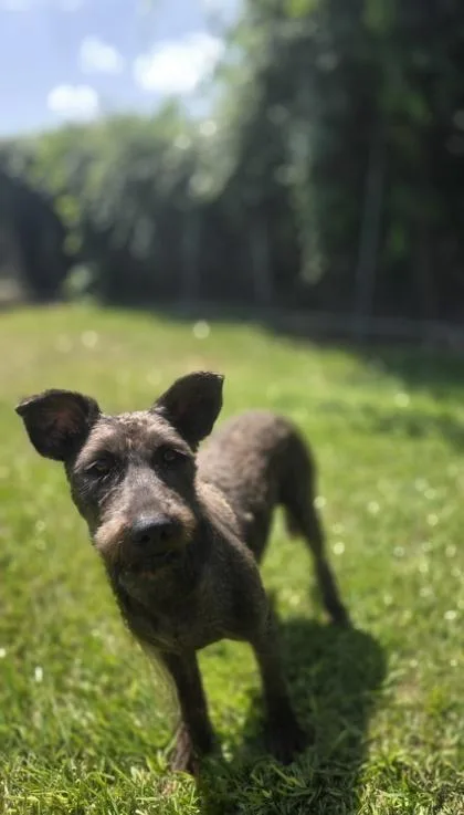 An adult large-sized female Terrier dog named Shirley for adoption in Houston, TX