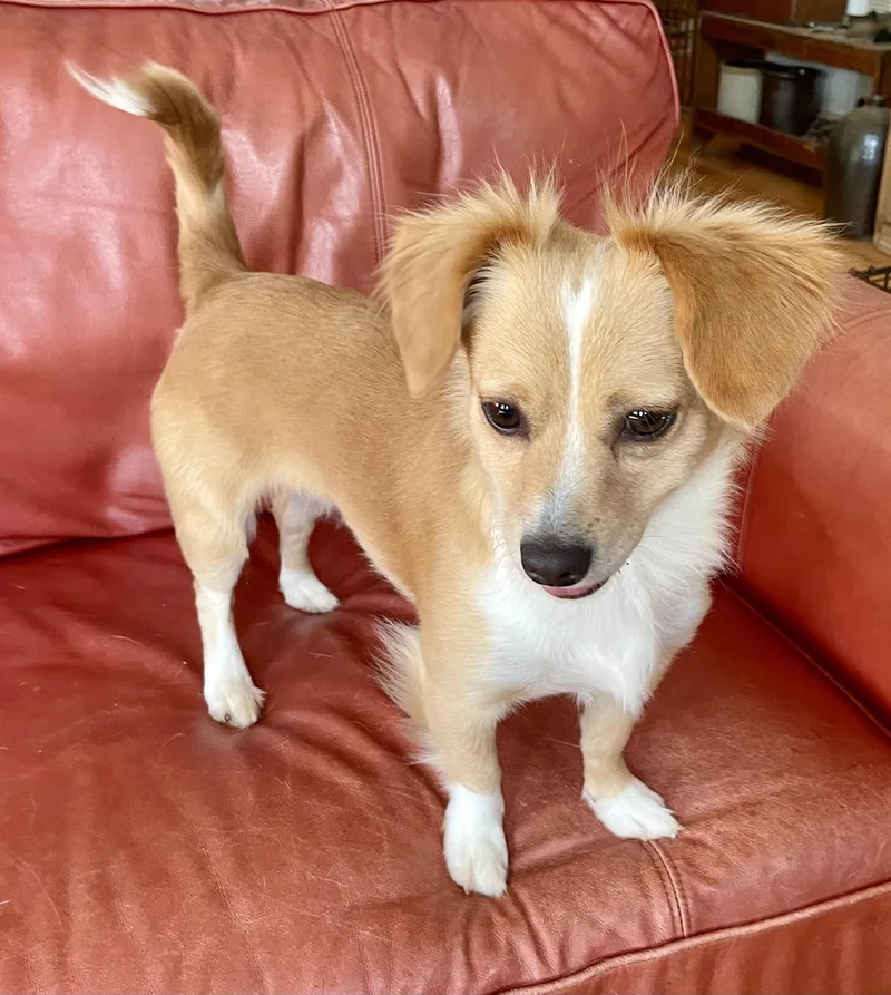 An adult small-sized female Red / Chestnut / Orange Chihuahua dog named Lana for adoption in MORAVIAN FALLS, NC