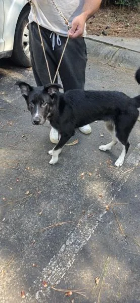 A young medium-sized male Shepherd dog named Pen for adoption in Lawrenceville, GA