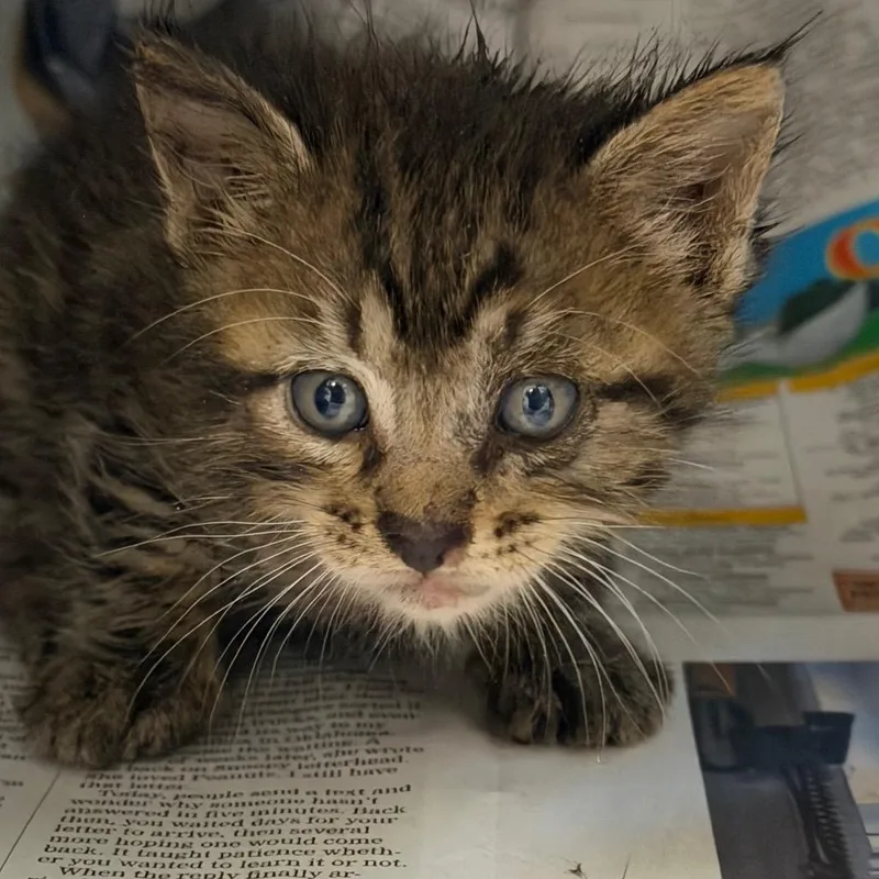 A baby small-sized male Black Domestic Short Hair cat named Boing for adoption in Marshall, TX
