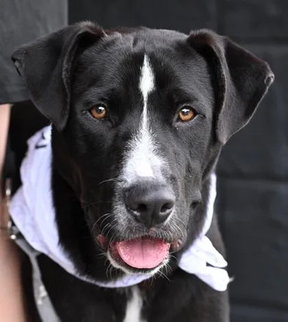A young medium-sized male Black Mixed Breed dog named Merle for adoption in Fernandina Beach, FL