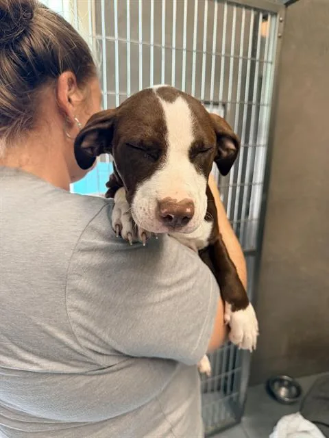 A baby small-sized female Staffordshire Bull Terrier dog named Amber for adoption in Santa Cruz, CA
