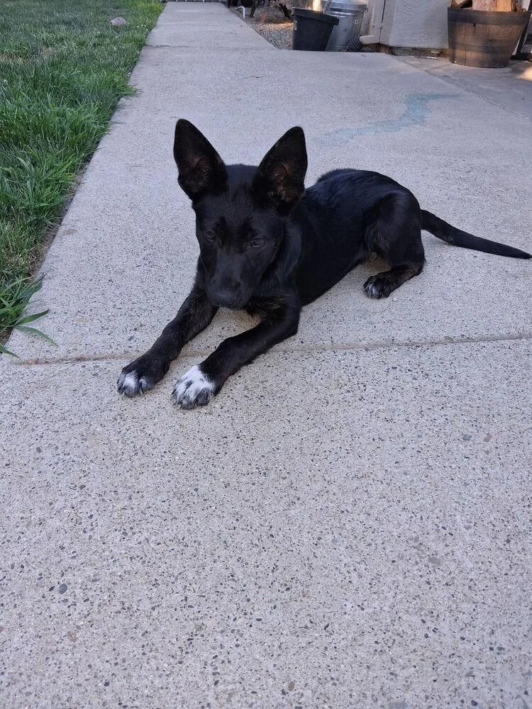 A baby large-sized female Black German Shepherd Dog dog named Zoey for adoption in Pleasant Hill, CA