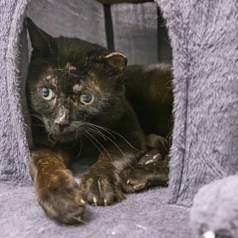 An adult medium-sized male Black Domestic Short Hair cat named Dudley for adoption in Lone rock, WI