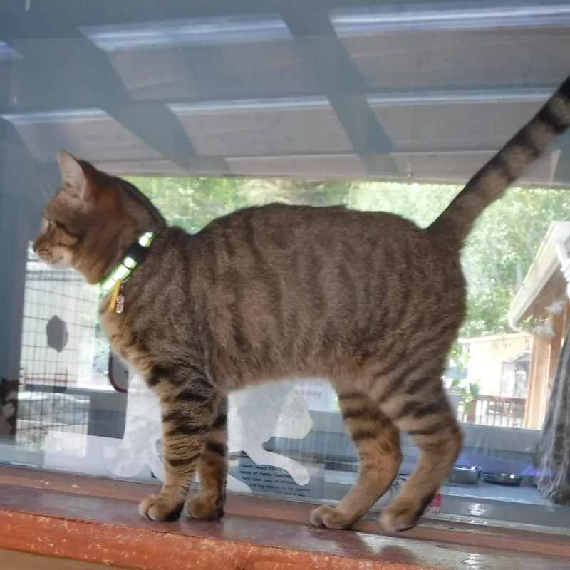 An adult medium-sized male Tabby (Buff / Tan / Fawn) Tabby cat named Snookums Social And for adoption in Hoquiam, WA