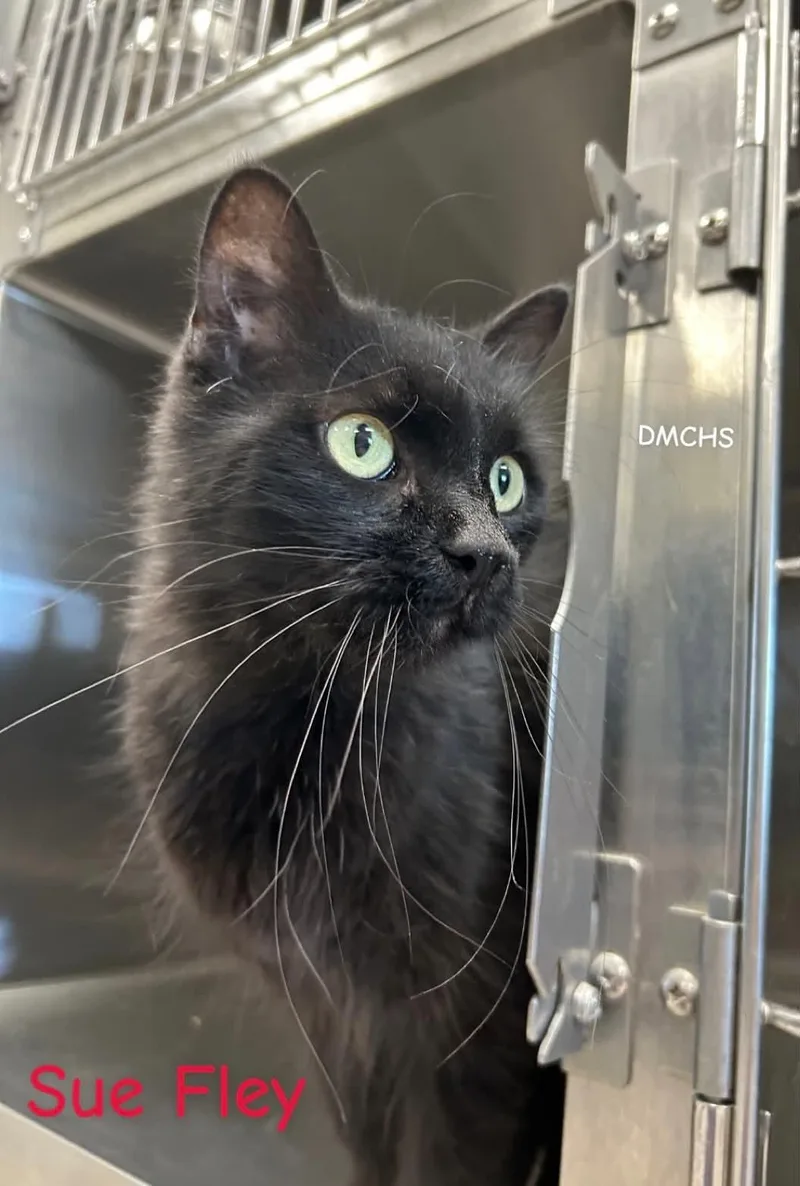 A young small-sized female Black Domestic Long Hair cat named Sue Flay for adoption in Burlington, IA