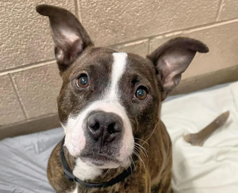 An adult medium-sized female Brindle Pit Bull Terrier dog named Rosa for adoption in Euclid, OH
