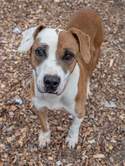 A senior large-sized male Mixed Breed dog named Huntsmith for adoption in Chamblee, GA