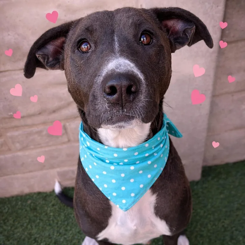 An adult medium-sized female Bicolor American Staffordshire Terrier dog named Hillary for adoption in Houston, TX