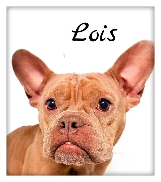 An adult medium-sized female Yellow / Tan / Blond / Fawn French Bulldog dog named Lois for adoption in Tulsa, OK