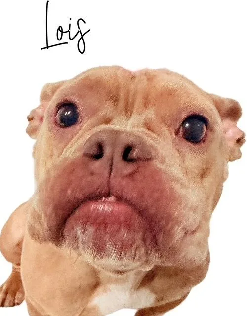 Lois thumbnail 3