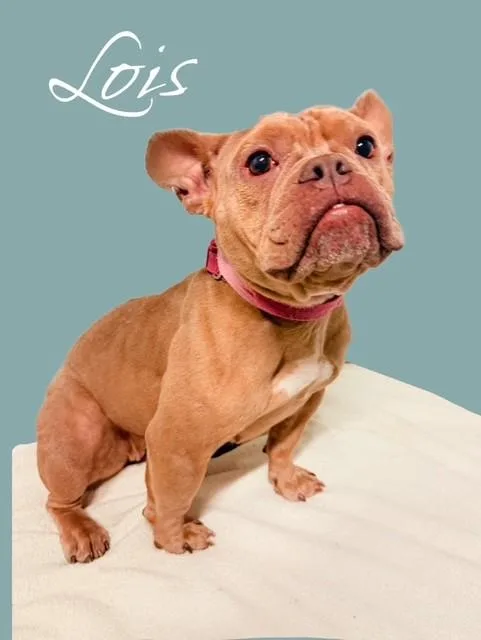 Lois thumbnail 4