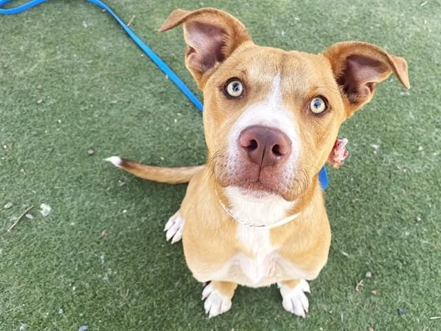 A young large-sized male Pit Bull Terrier dog named Doodlebug for adoption in Phoenix, AZ