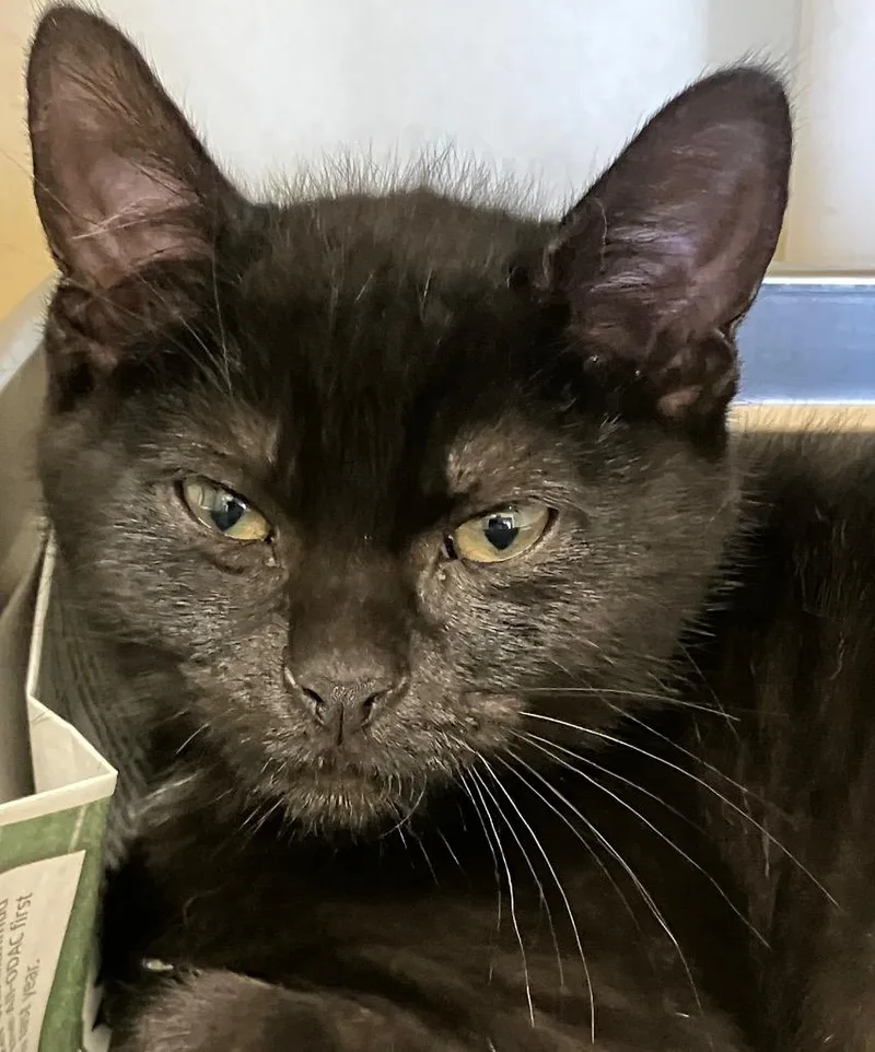 A baby medium-sized male Domestic Short Hair cat named Twine for adoption in Christiansburg, VA