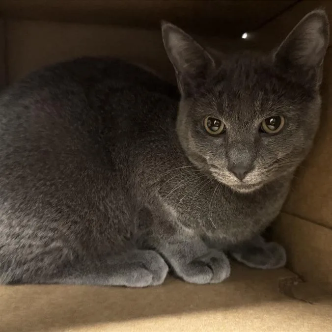 A baby medium-sized male Gray / Blue / Silver Domestic Short Hair cat named Bubbles for adoption in Saint Louis, MO