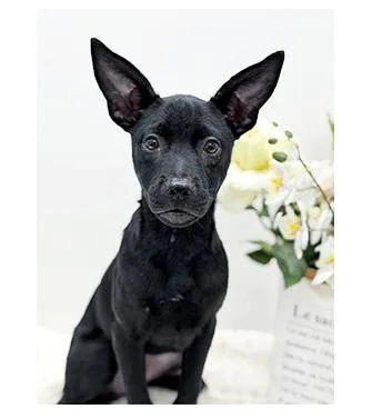 A young medium-sized female Black Labrador Retriever dog named Love for adoption in Castro Valley, CA