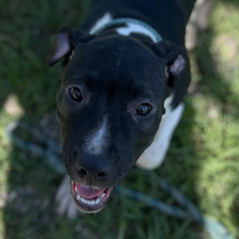 A baby medium-sized female Black Boxer dog named Aura for adoption in Sarasota, FL