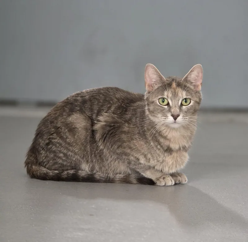 An adult medium-sized female Tabby (Gray / Blue / Silver) Domestic Short Hair cat named Sarabi for adoption in Shelby, MI