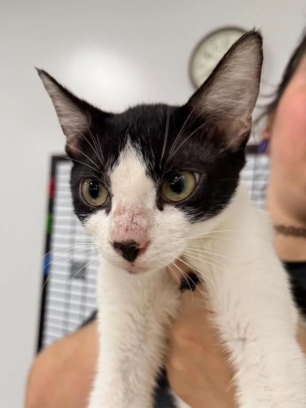 An adult medium-sized female Domestic Short Hair cat named Swiss for adoption in Canton, GA