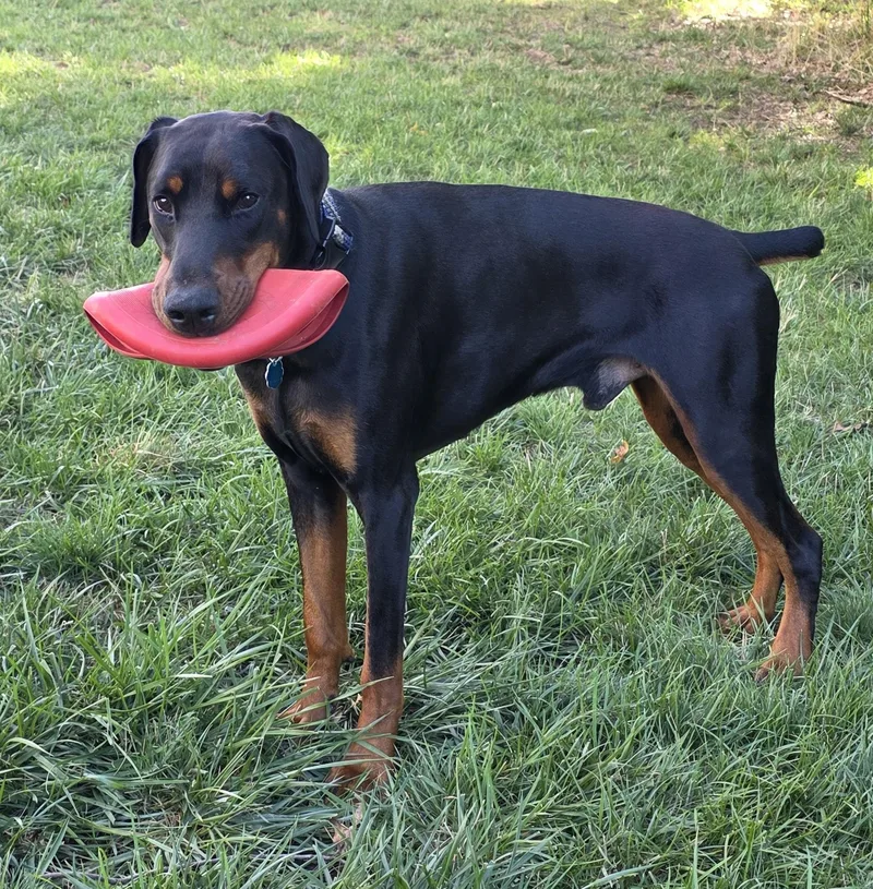 Cooper