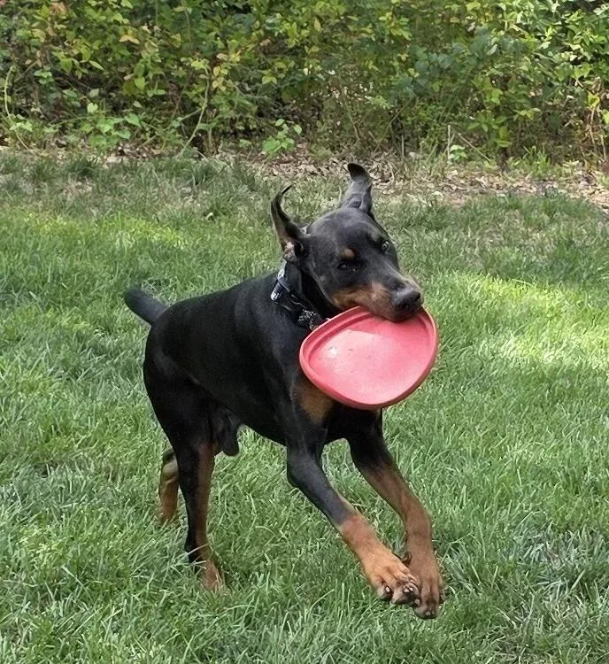 Cooper thumbnail 3