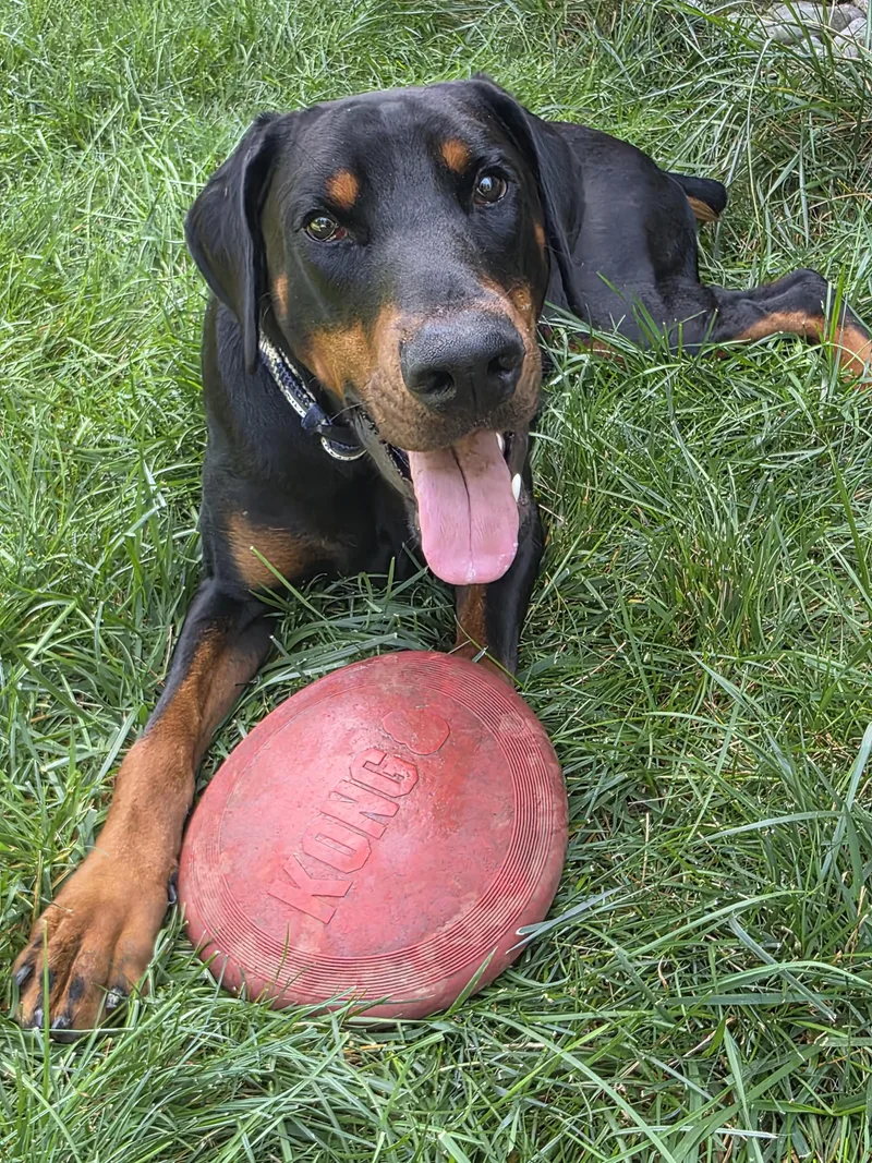 Cooper thumbnail 5