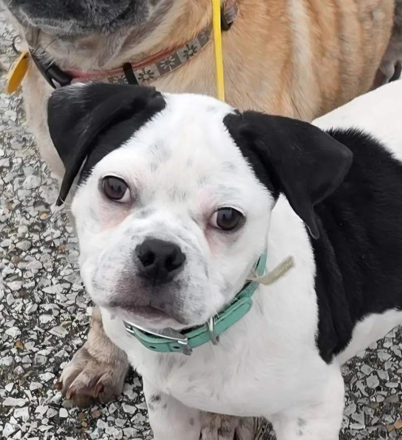 A baby medium-sized male Pug dog named Ernie for adoption in Indianola, IA