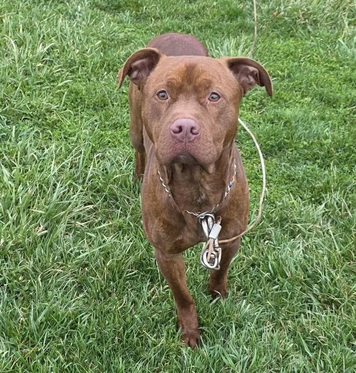 A young medium-sized male Brown / Chocolate American Staffordshire Terrier dog named Bruno for adoption in Wilmington, OH