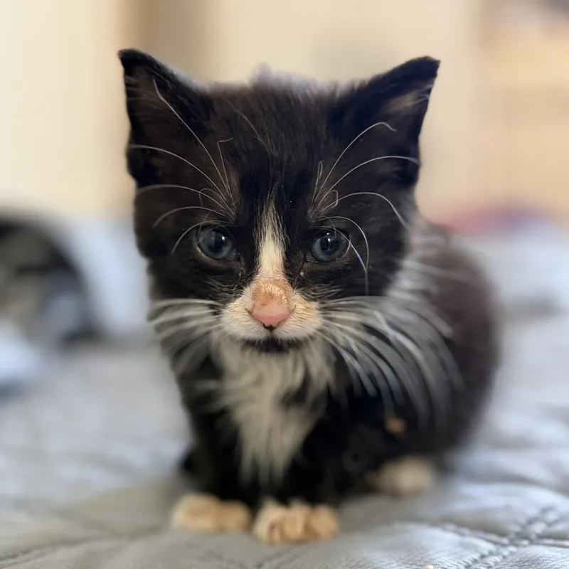 A baby small-sized male Domestic Short Hair cat named Oreo for adoption in Columbia, MD