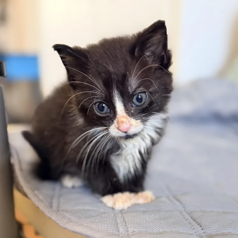 Oreo thumbnail 2