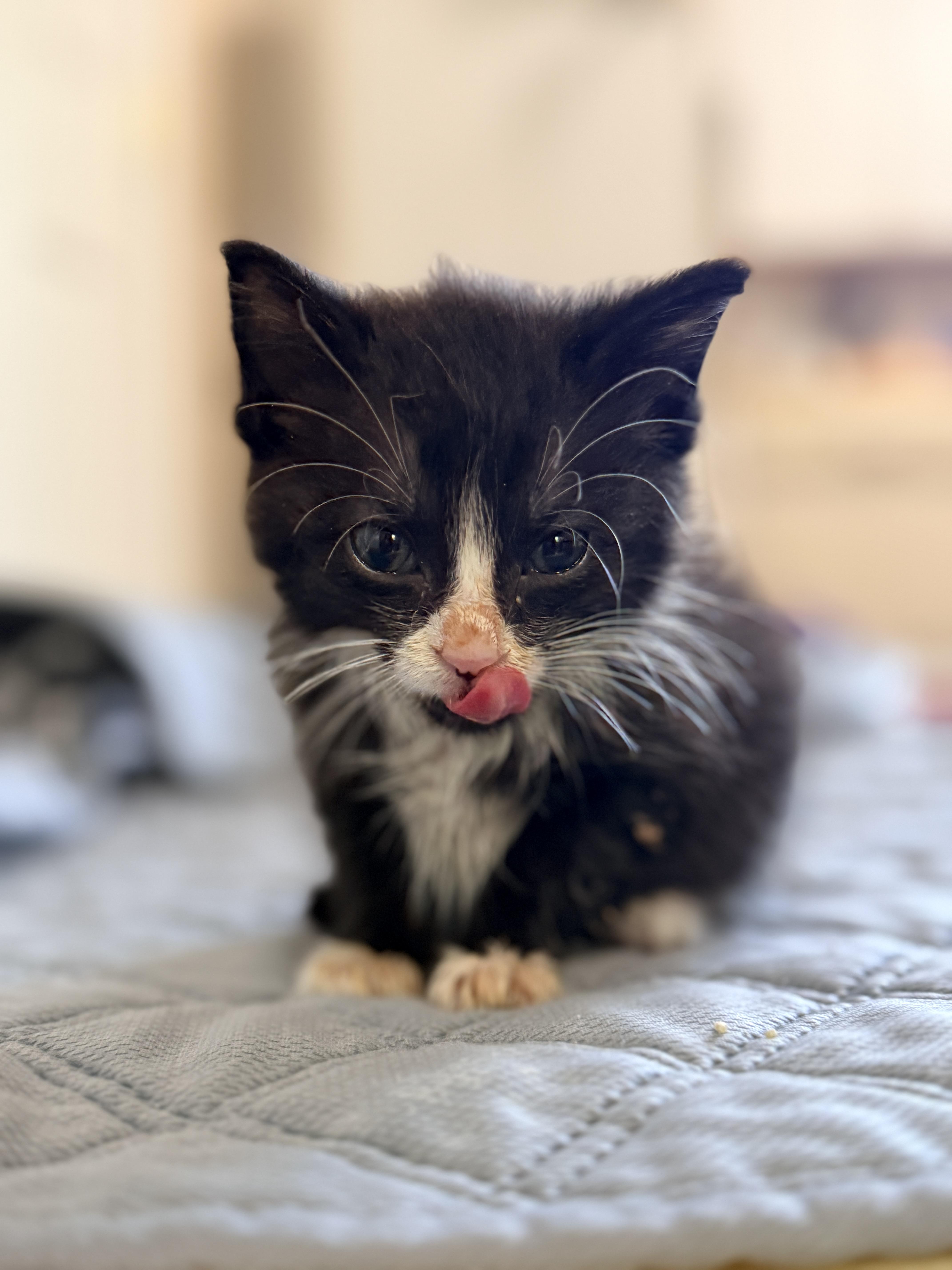 Oreo thumbnail 3