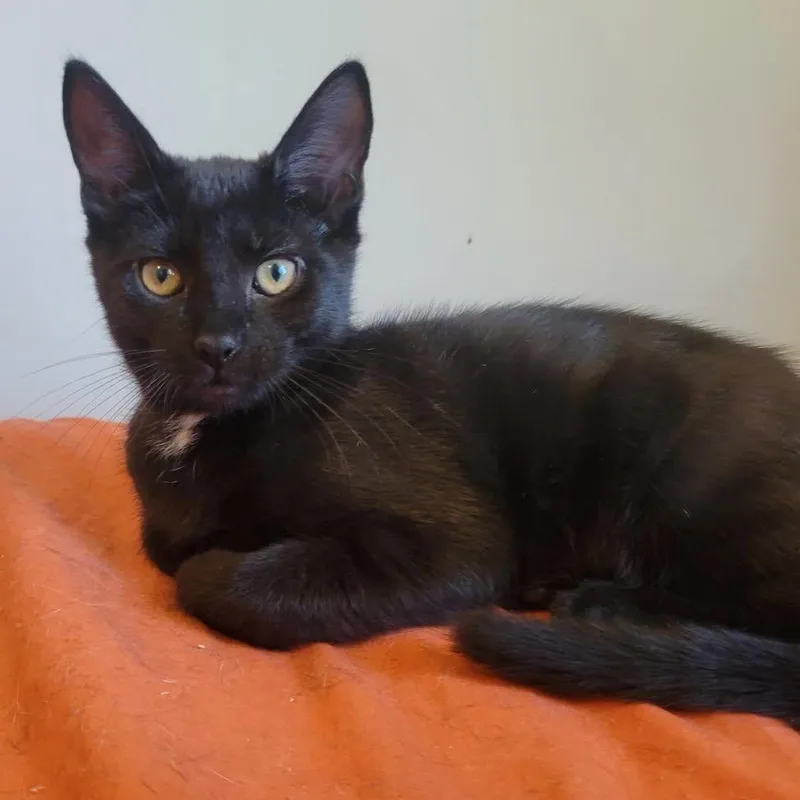 A young medium-sized male Black Domestic Short Hair cat named Tuna for adoption in Mount Laurel, NJ