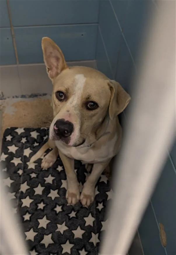 An adult large-sized male Staffordshire Bull Terrier dog named Ralphie for adoption in Houston, TX