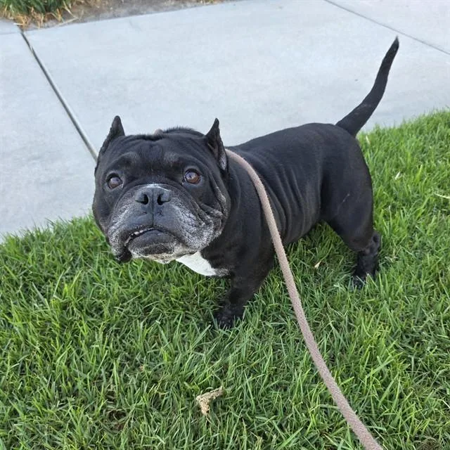 An adult medium-sized male American Bully dog named Bubby for adoption in Long Beach, CA