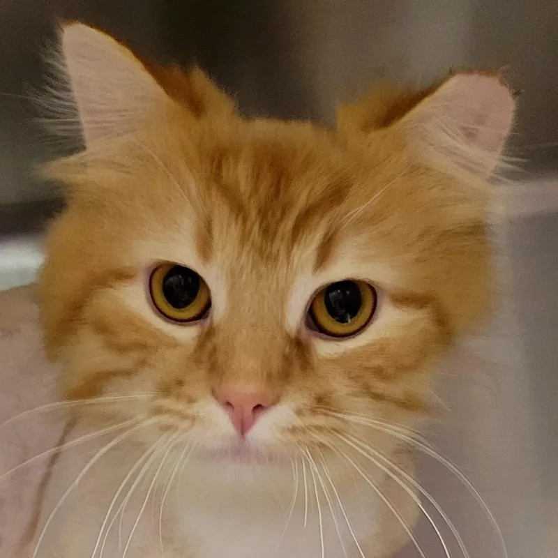 Firestar