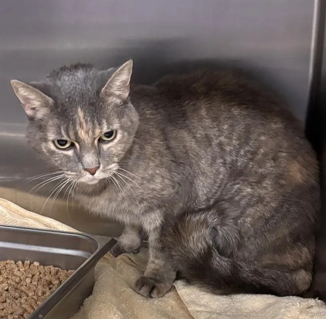 An adult small-sized female Domestic Short Hair cat named Savior for adoption in Upper Marlboro, MD