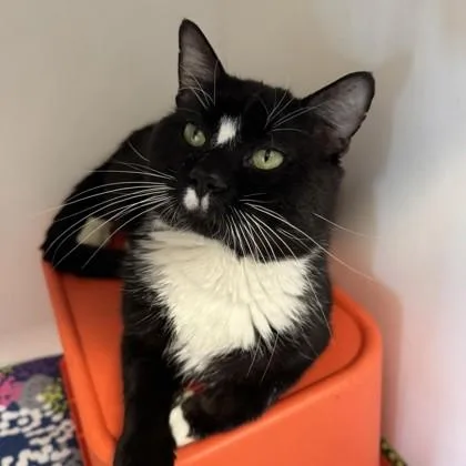 An adult medium-sized male Domestic Short Hair cat named Beach Ball for adoption in Janesville, WI