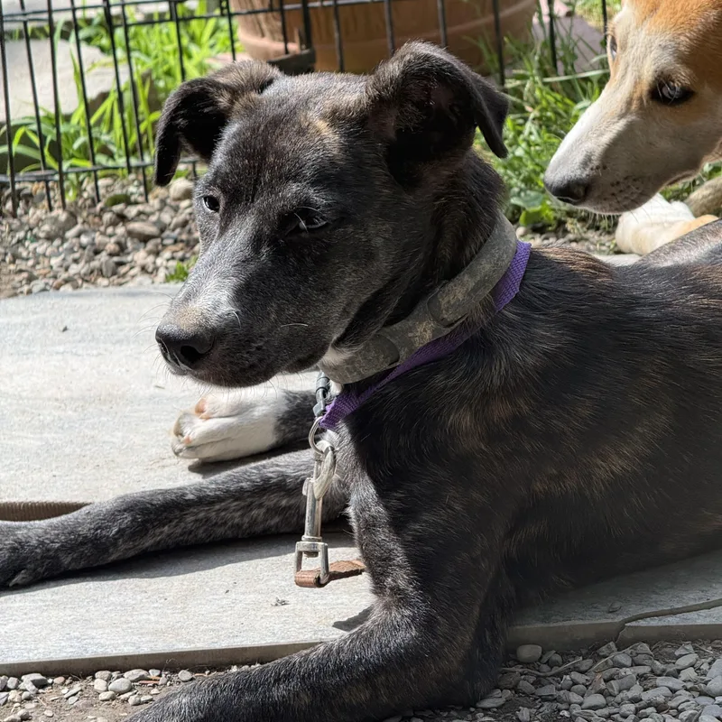 A young medium-sized female Labrador Retriever dog named Olive for adoption in Pleasant Valley, NY